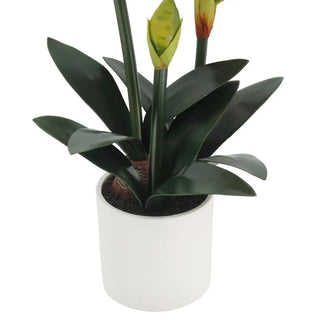 24" Red Amaryllis Arrangement in Pot