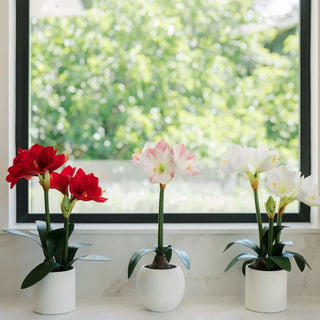 24" Red Amaryllis Arrangement in Pot