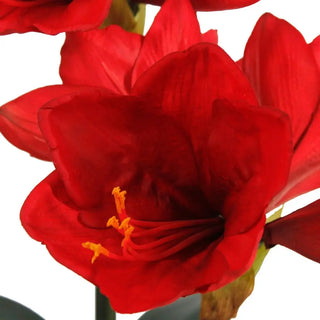 24" Red Amaryllis Arrangement in Pot