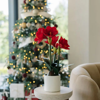 24" Red Amaryllis Arrangement in Pot