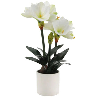 24" White Amaryllis Arrangement in Pot