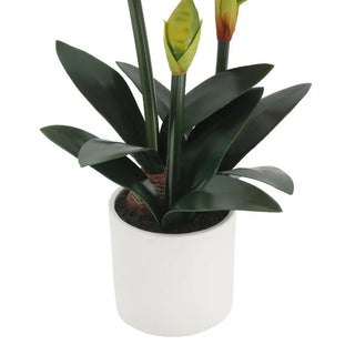 24" White Amaryllis Arrangement in Pot