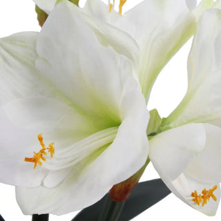 24" White Amaryllis Arrangement in Pot