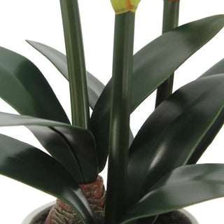 24" White Amaryllis Arrangement in Pot