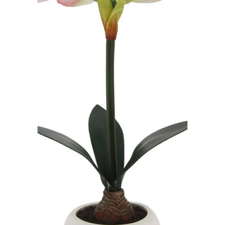 24" White & Pink Amaryllis Bulb in Round Pot