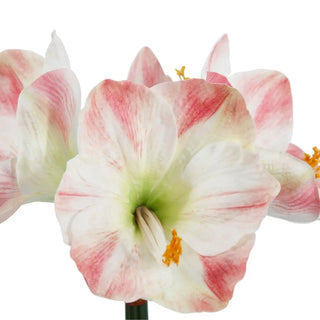 24" White & Pink Amaryllis Bulb in Round Pot