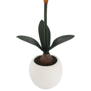 24" White & Pink Amaryllis Bulb in Round Pot