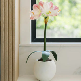 24" White & Pink Amaryllis Bulb in Round Pot