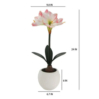 24" White & Pink Amaryllis Bulb in Round Pot