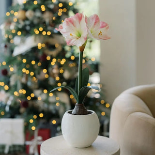 24" White & Pink Amaryllis Bulb in Round Pot