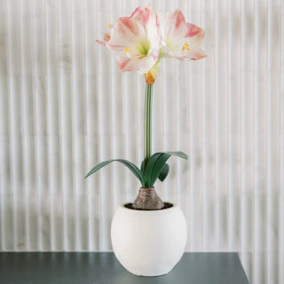 24" White & Pink Amaryllis Bulb in Round Pot