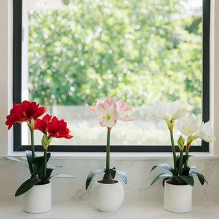 24" White & Pink Amaryllis Bulb in Round Pot
