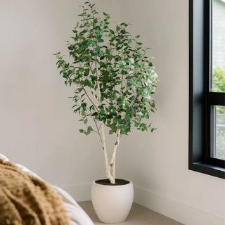 Potted plant in a room with a window and beige wall