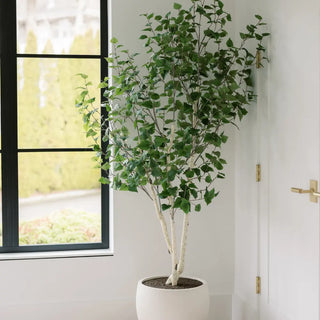 Potted plant in a room with a window and door