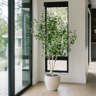 Potted plant in a modern interior setting with large glass doors.