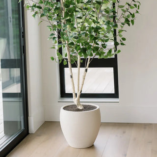 Potted plant in a modern interior setting with a window in the background