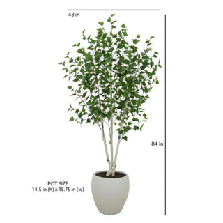 Potted plant with dimensions indicated on a white background