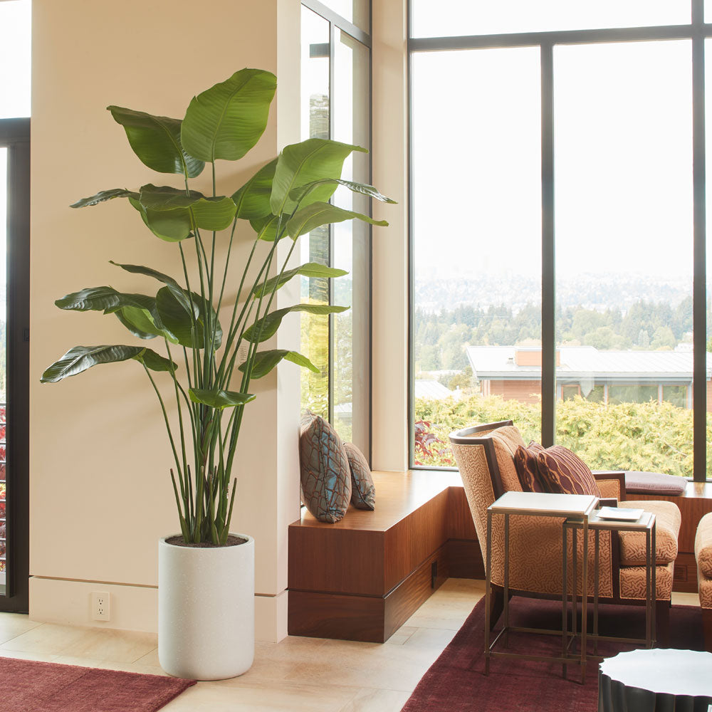 8' Bird of Paradise Tree in Modern Gray Planter