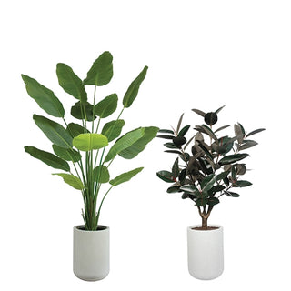 Artificial Bird of Paradise Tree and Rubber Ficus Tree