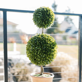 Two spherical topiary plants in a pot with a blurred outdoor background