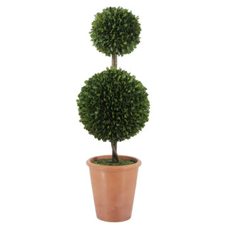 Potted topiary plant with two spherical shapes on a white background