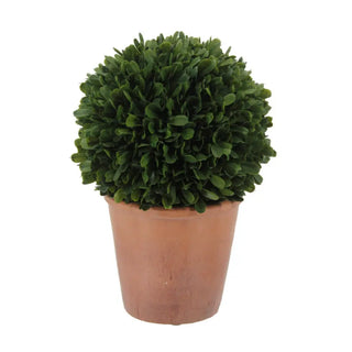 Potted green plant on a white background