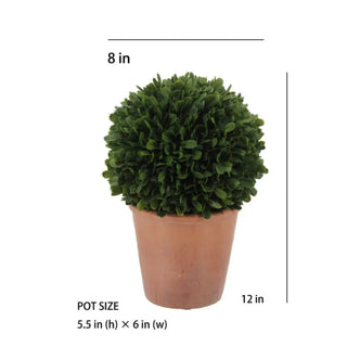 Potted plant with dimensions indicated on a white background