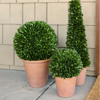 Three potted topiary plants in front of a tiled wall.