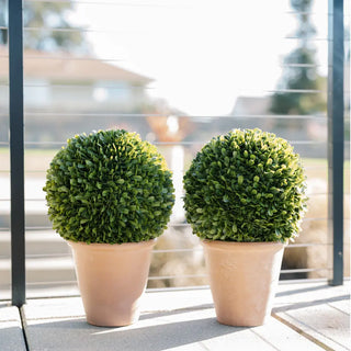 Two spherical topiary plants in pots on a balcony with blurred background