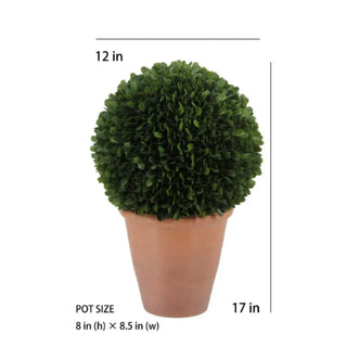 Potted plant with dimensions indicated on a white background