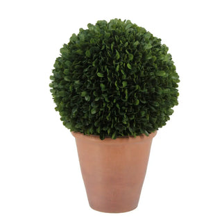 Potted spherical topiary plant on a white background