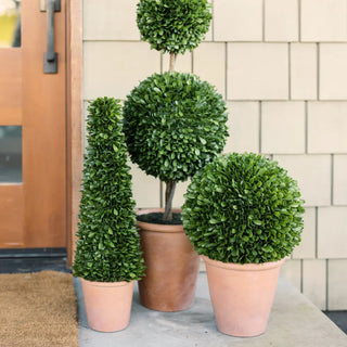 Three potted topiary plants in front of a wooden door.