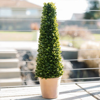 Tall green potted plant on a reflective surface with blurred background