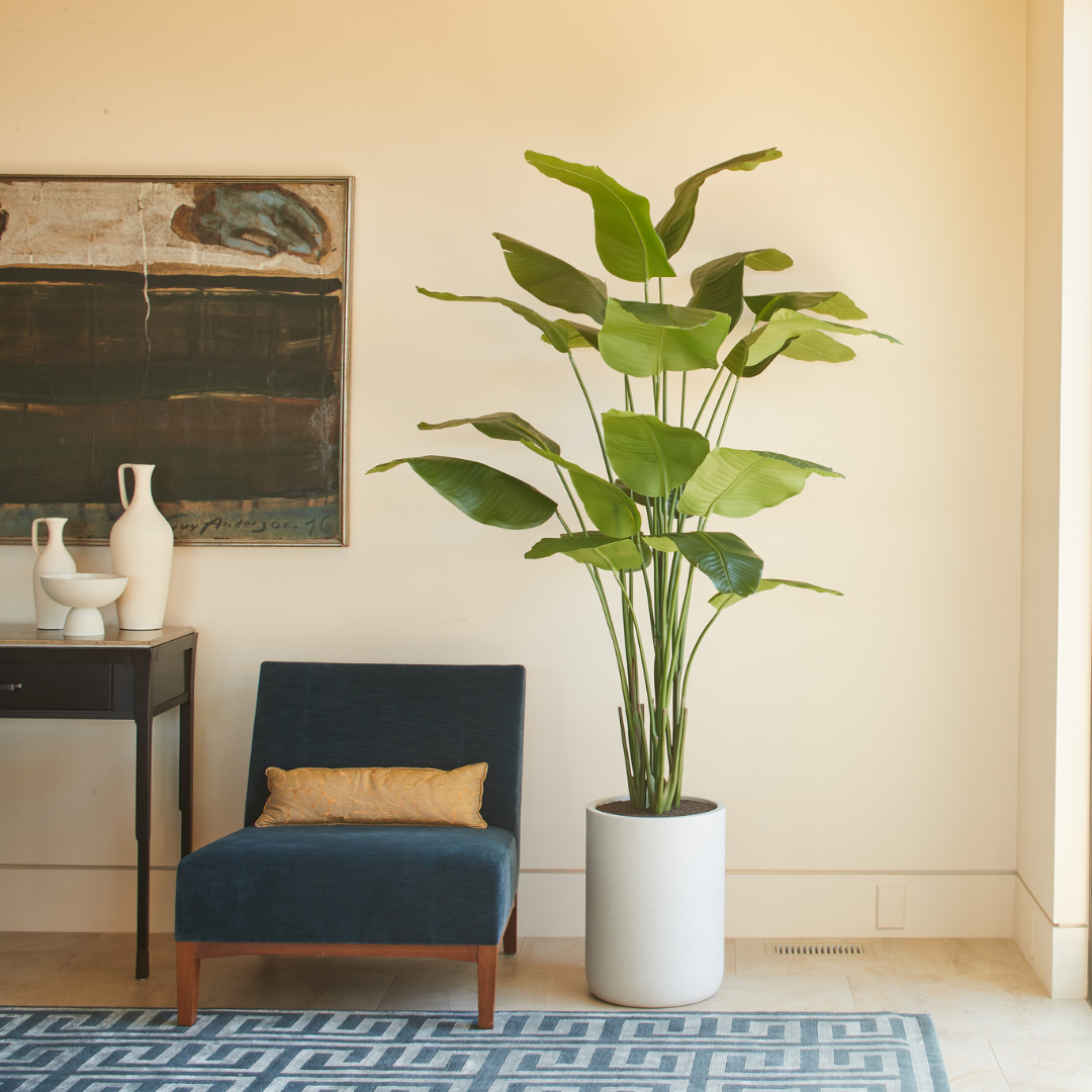 bird of paradise indoor plant buy 8FT Bird of Paradise Tree, Potted CG Hunter