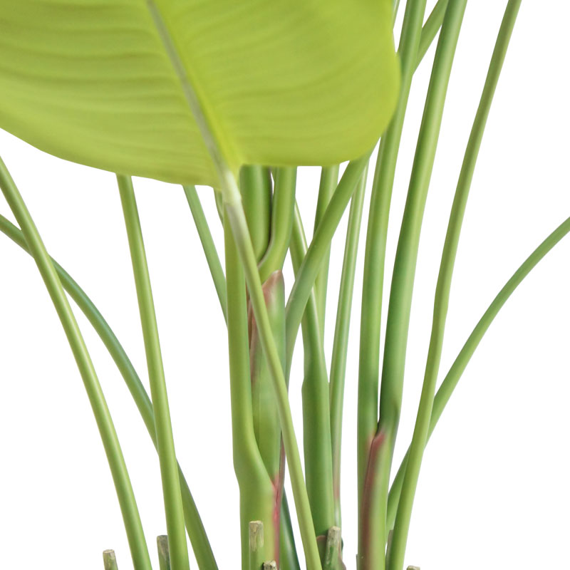 8' Bird of Paradise Tree in Modern Gray Planter