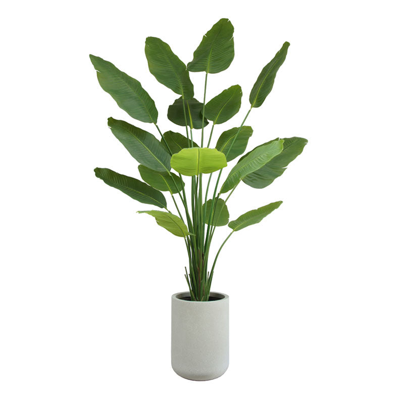 bird of paradise plant pot 8FT Bird of Paradise Tree, Potted CG Hunter