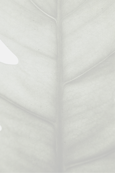 Semi-transparent close-up view of a tropical plant leaf