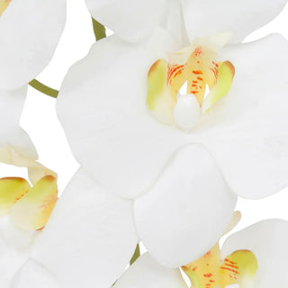 Cascading Orchid Composition