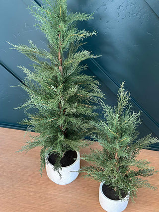 Sophisticated 24" / 2’ Artificial Evergreen Cedar Tree set by CG Hunter, showcasing two lifelike trees in minimalist cream pots, elegantly arranged on a wooden surface.