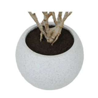 Round concrete planter with a plant on a white background