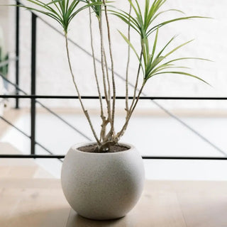 Potted plant on a table with a modern interior background