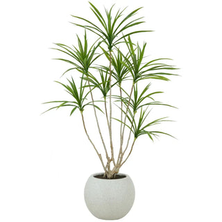 Potted plant with green leaves in a white pot on a white background