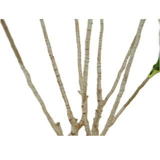 Close-up of tree branches on a white background