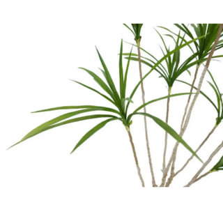 Pandanus plant with green leaves on a white background