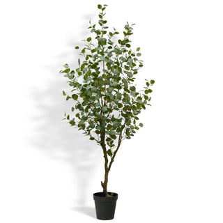 7' Eucalyptus Tree on White Background