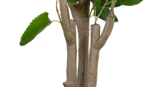 Artistic view of the sturdy trunk and branches of the CG Hunter 4' Faux Potted Eucalyptus Tree, highlighting its realistic design.