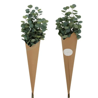Eucalyptus, Layered in Ivory