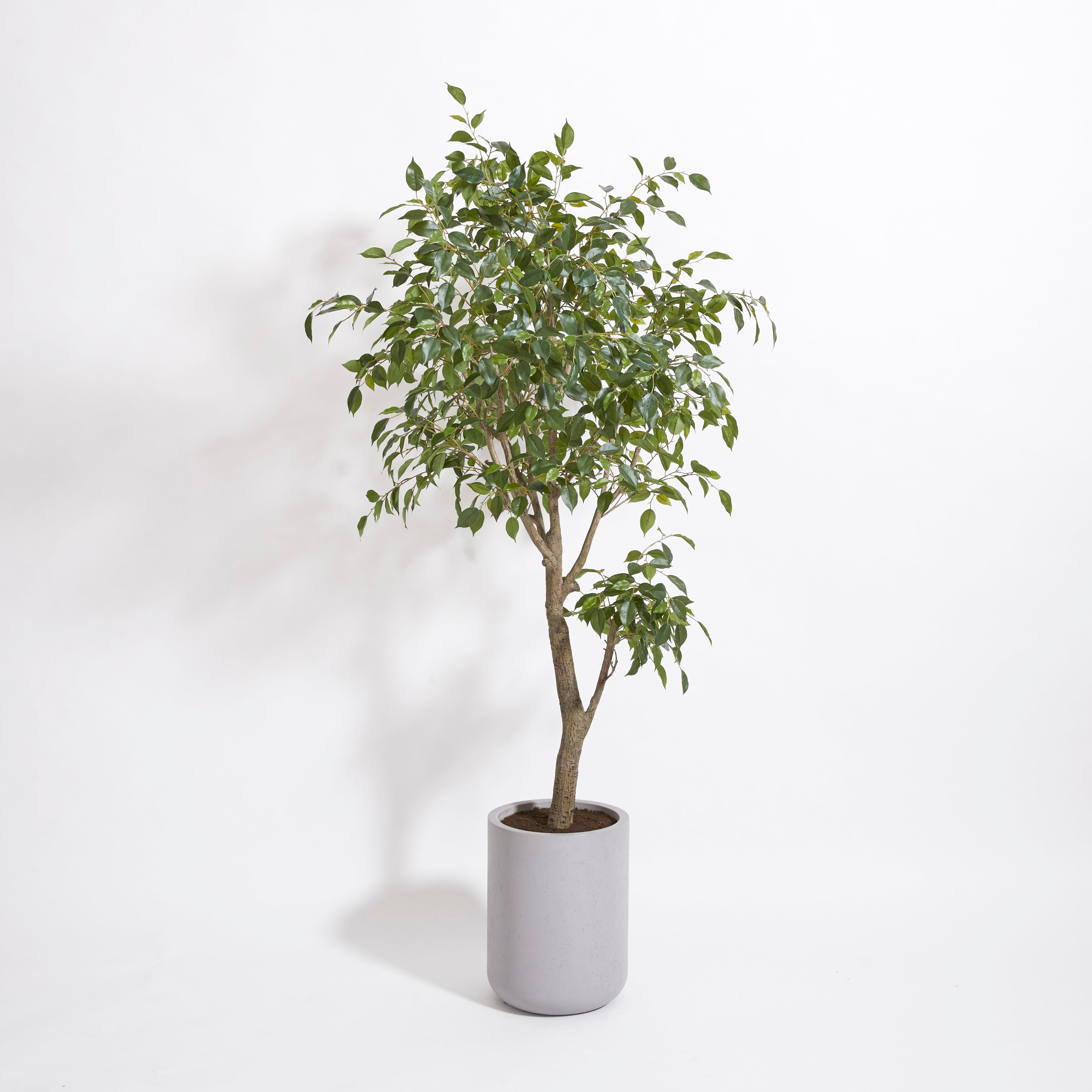cg hunter fiddle leaf fig tree Faux Ficus Tree with Artisan Planter, 6.5 ft