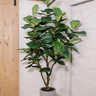 Potted fiddle leaf fig plant against a white wall.