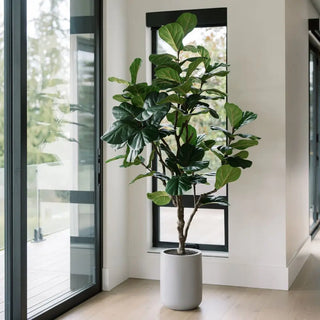 Potted fiddle leaf fig plant in a modern interior setting with large windows.